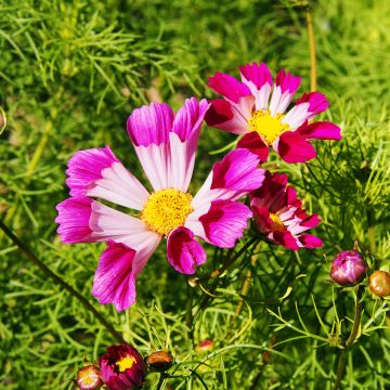 Cosmos Seashells Mixed Seeds - Cosmos bipinnatus