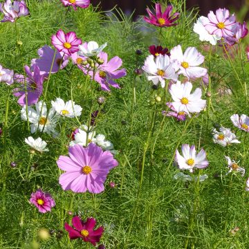 Cosmos bipinnatus Sensation - Garden Cosmos