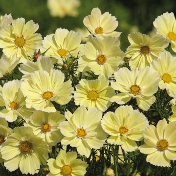 Cosmos Xanthos Seeds - Cosmos bipinnatus