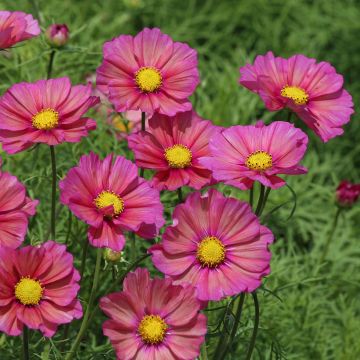 Graines de Cosmos Xsenia - Cosmos bipinnatus