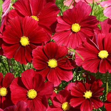 Cosmos Rubenza Seeds - Cosmos bipinnatus