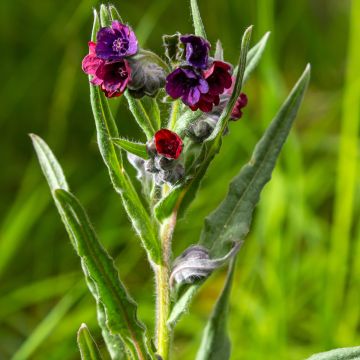 Graines de Cynoglosse langue de chien - Cynoglossum officinale