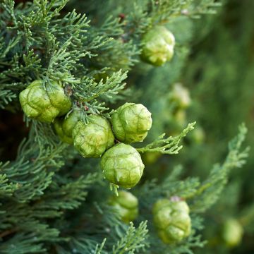 Cupressus sempervirens seeds - Italian cypress, Provence cypress