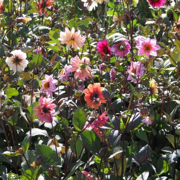 Redskin Dahlia seeds