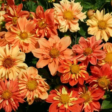 Dwarf Dahlia Sunny Reggae Seeds