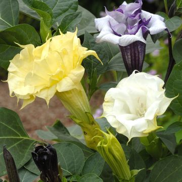 Datura metel Ballerina Mixed Seeds - Brugmansia