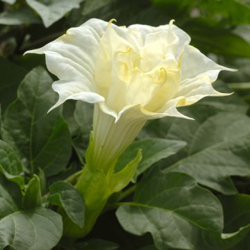 Datura metel Double White Lady Seeds - Brugmansia