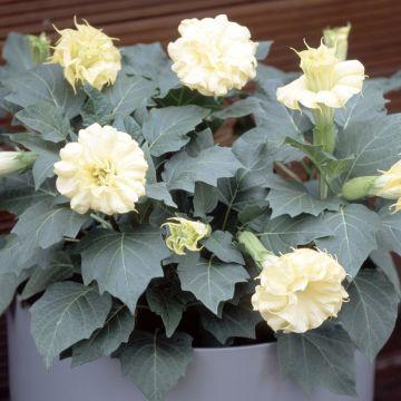 Datura metel Double Golden Queen Seeds - Brugmansia