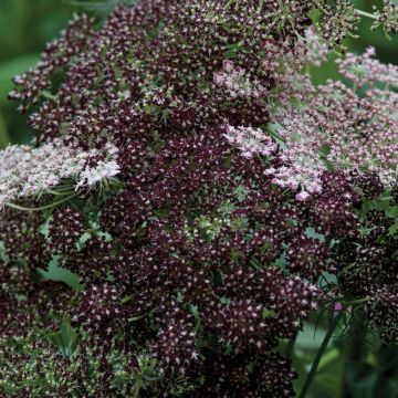 Ornamental Carrot Seeds Dara - Daucus carota