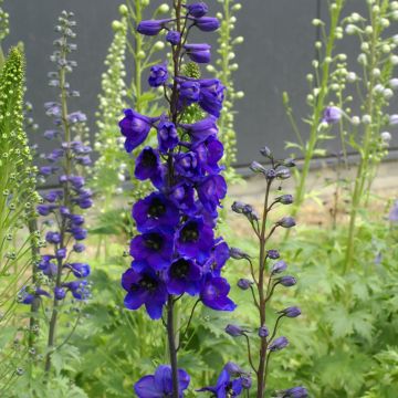 Delphinium Tall Black Knight - Larkspur seeds