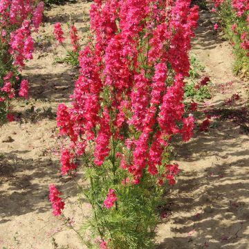 Delphinium Deep red - Annual red Larkspur seeds