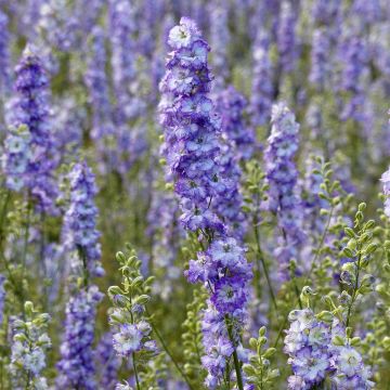 Delphinium consolida DelQIS Dark Blue Edge - Forking Larkspur