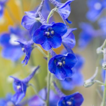 Delphinium Belladonna Oriental Blue - Candle Larkspur seeds