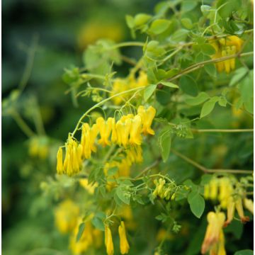 Dactylocapnos scandens - Yellow bleeding heart vine