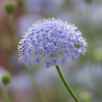 Trachymene coerulea Lace Blue