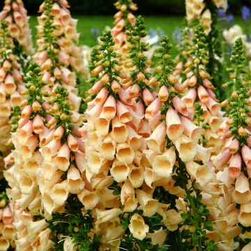 Dalmatian Peach F1 Digitalis - Digitalis purpurea seeds