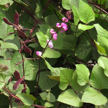 Dolichos Ruby Moon - Lablab Bean seeds