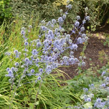 Seeds of Eryngium giganteum 'Miss Willmott's Ghost' - Giant Sea Holly.