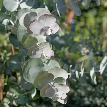Eucalyptus cinerea - Argyle Apple seeds