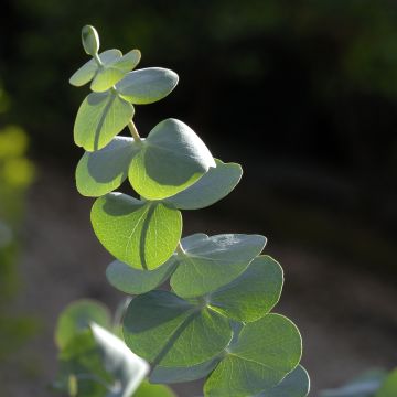 Eucalyptus pulverulenta Baby Blue (Little Boy Blue)