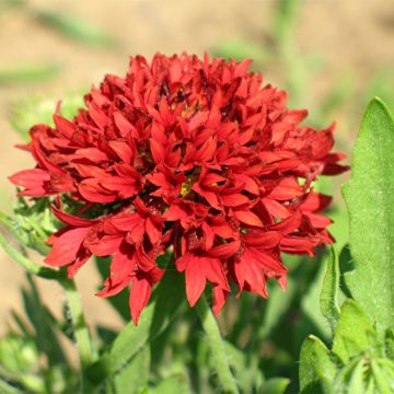 Gaillardia pulchella 'Razzle Dazzle'