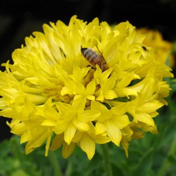 Gaillardia pulchella 'Razzle Dazzle'