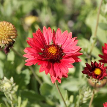 Gaillardia Burgunder seeds - Great Blanket flower