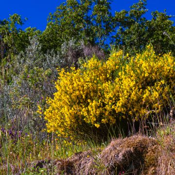 Cytisus scoparius seeds - Common broom