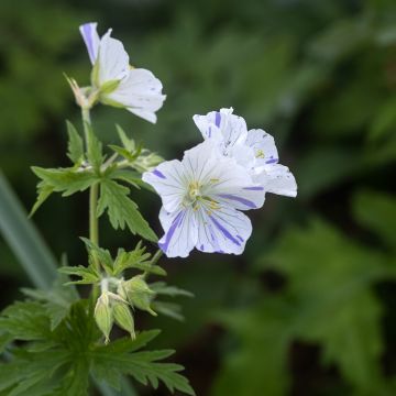 Geranium pratense Splish-Splash Seeds