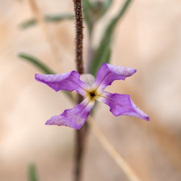 Matthiola longipetala subsp. bicornis - seeds