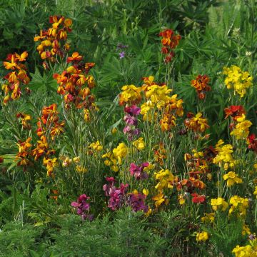 Erysimum x cheiri Mix