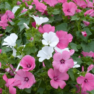 Lavatera trimestris Collection - Rose Mallow