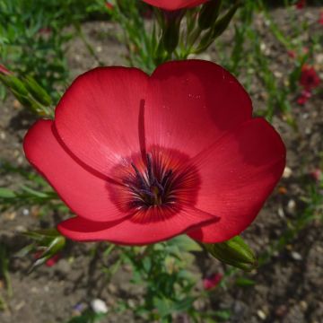 Scarlet Flax Seeds - Linum grandiflorum Rubrum