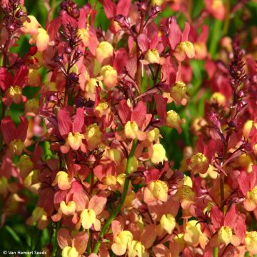 Linaria maroccana Licilia Peach