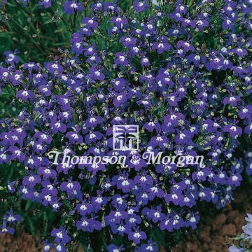 Lobelia erinus Mrs Clibran - seeds - Trailing Lobelia