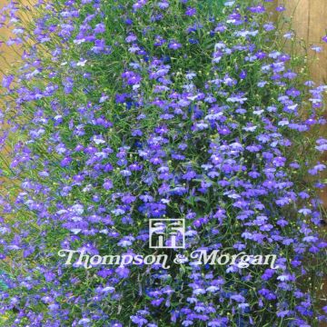 Lobelia erinus Sapphire Cascade Seeds