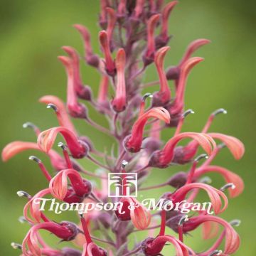 Lobelia tupa - Devil's Tobacco seeds