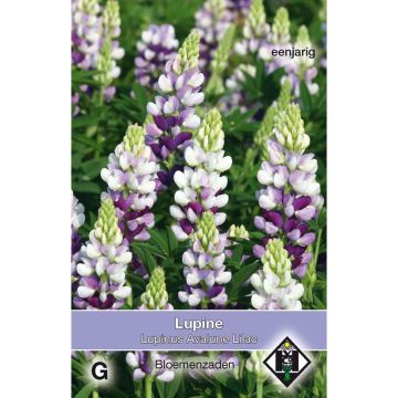 Lupinus Avalune Lilac - Annual Lupin Seeds