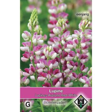 Lupinus Avalune Red-White - Annual Lupin Seeds