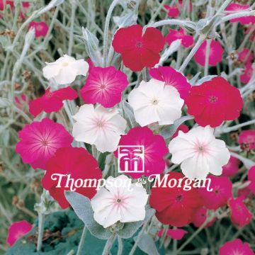 Lychnis coronaria Dancing Ladies - Rose Campion seeds