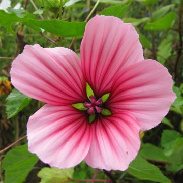 Malope trifida Glacier Fruits - Mallowwort seeds