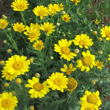 Seeds of Golden Daisy - Chrysanthemum segetum