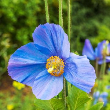 Meconopsis Grandis 