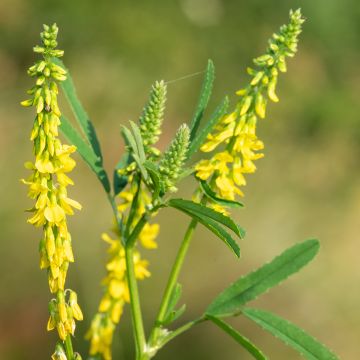 Melilotus officinalis - seeds