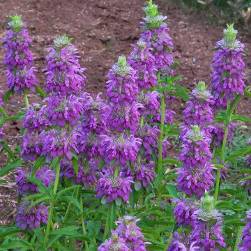 Monarda citriodora subsp. austromontana Bees Favourite - seeds