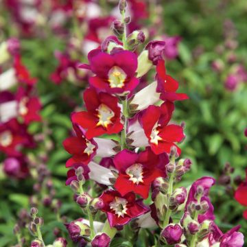 Graines de Muflier Royal Bride - Antirrhinum majus