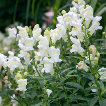 Snapdragon Royal Bride Seeds - Antirrhinum majus