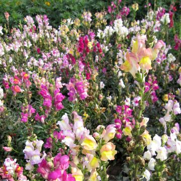 Antirrhinum x majus Maximum - tall mix