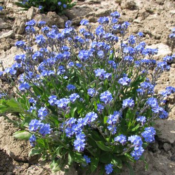 Myosotis sylvatica Ultramarine - seeds