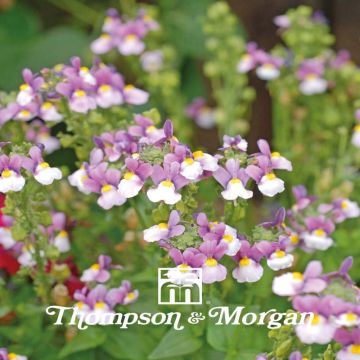 Graines de Nemesia Seventh Heaven - Miroir des elfes.